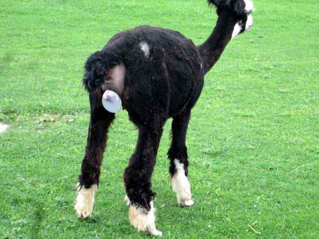 Die Geburt eines Alpaka Fohlen auf der Winkler Ranch